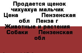 Продается щенок чихуахуа мальчик › Цена ­ 5 000 - Пензенская обл., Пенза г. Животные и растения » Собаки   . Пензенская обл.